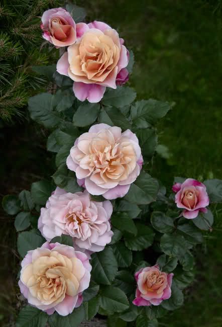 distant drums rose wedding flowers florals